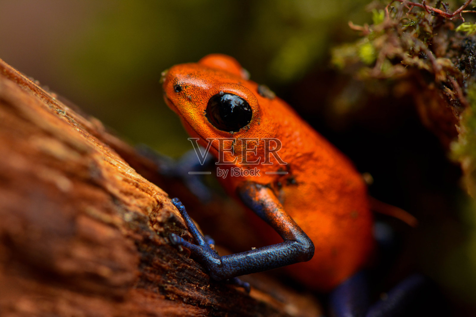 红色的照片摄影图片