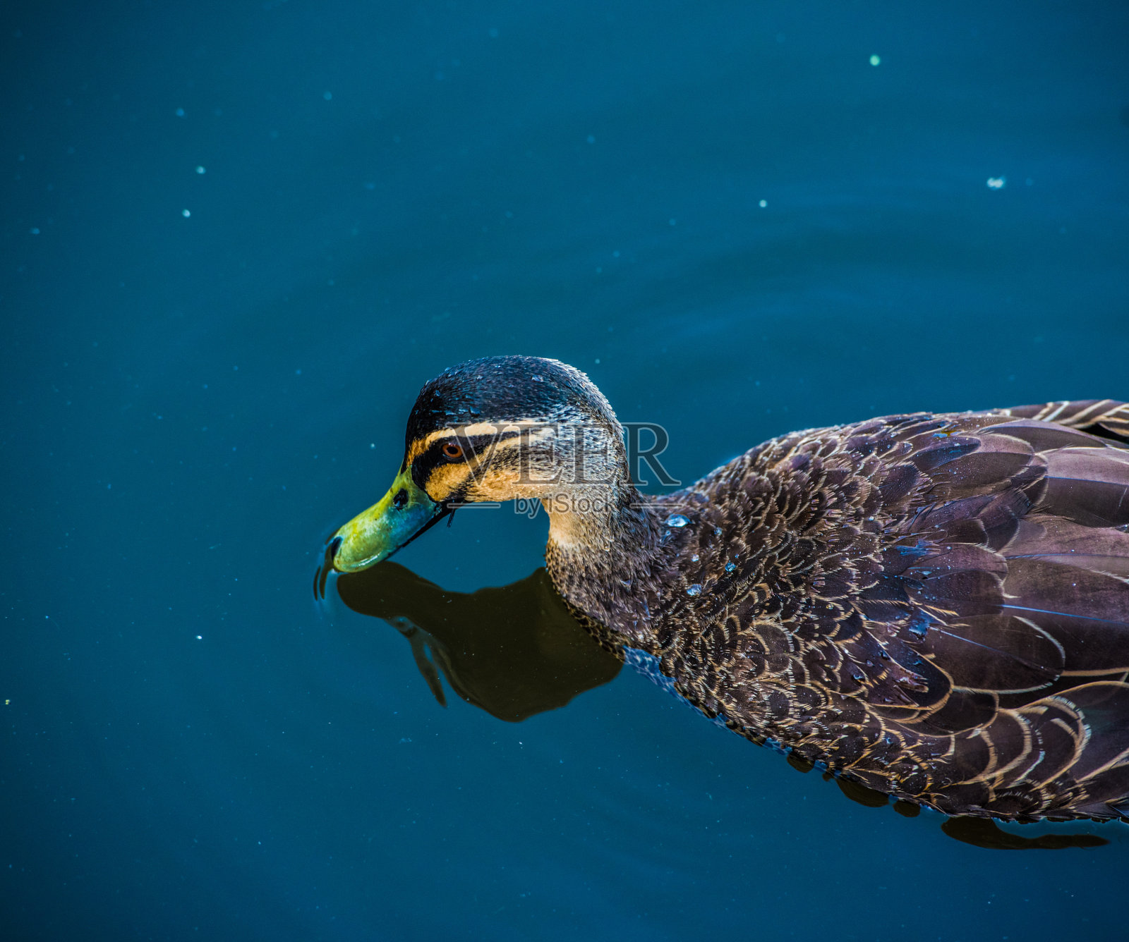 鸭子在湖里游泳。照片摄影图片
