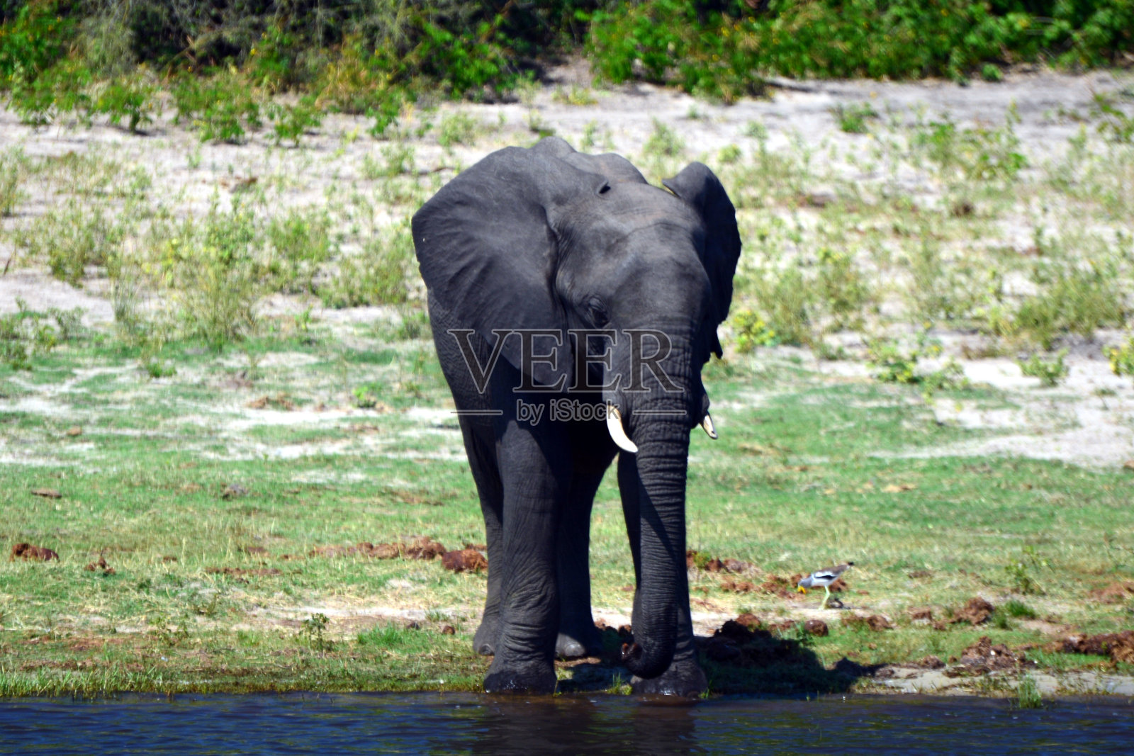 大象在博茨瓦纳的丘比河上嬉戏(自然公园)照片摄影图片