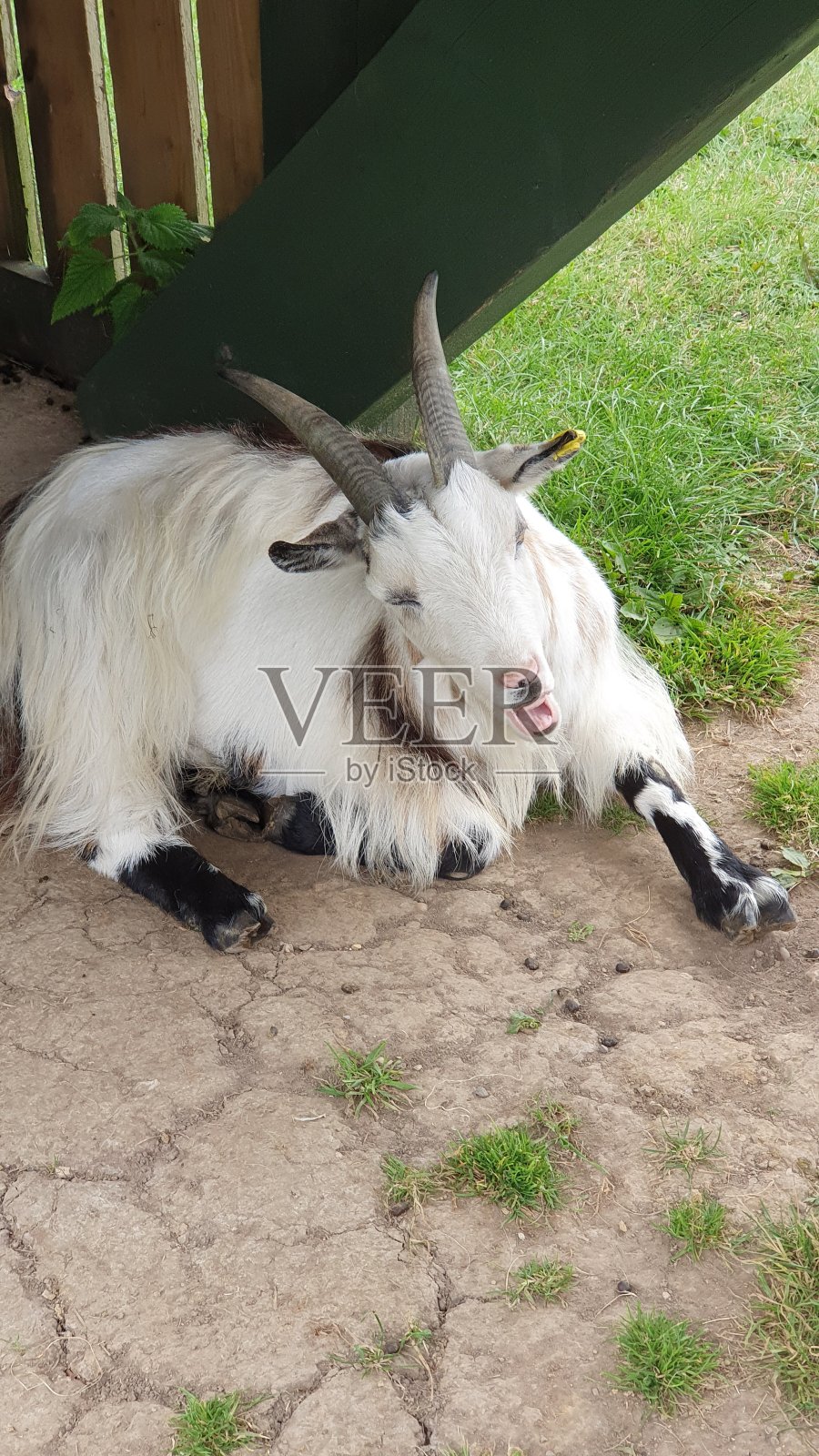 山羊照片摄影图片