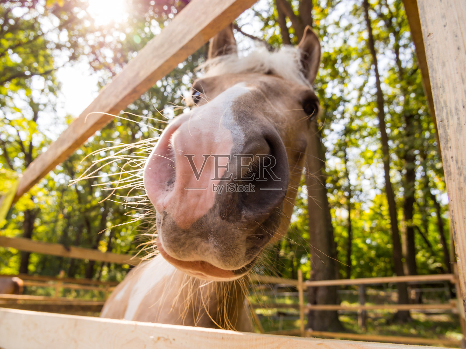 畜栏里的马饶有兴趣地看着镜头照片摄影图片