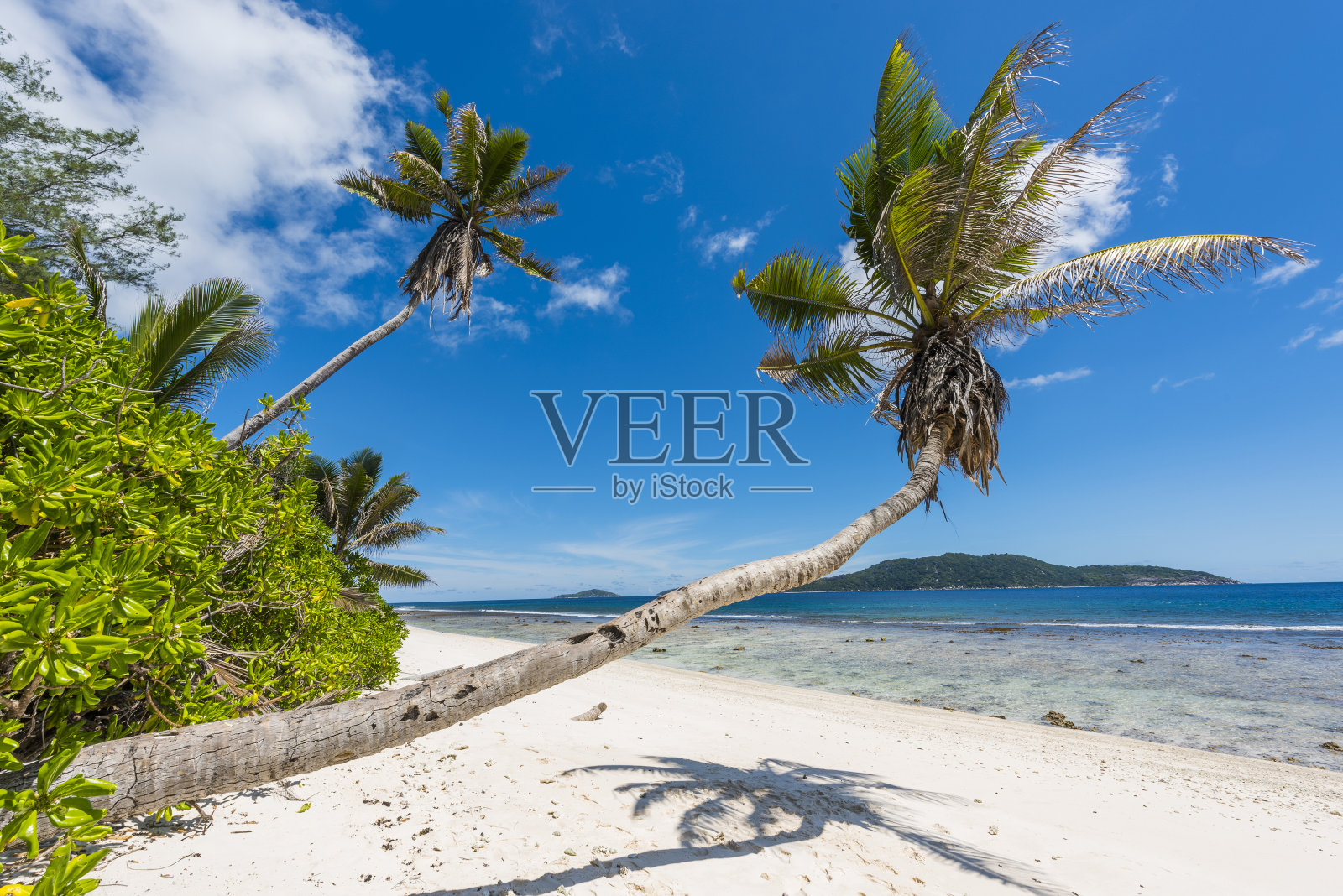 塞舌尔海滩上的椰子树照片摄影图片