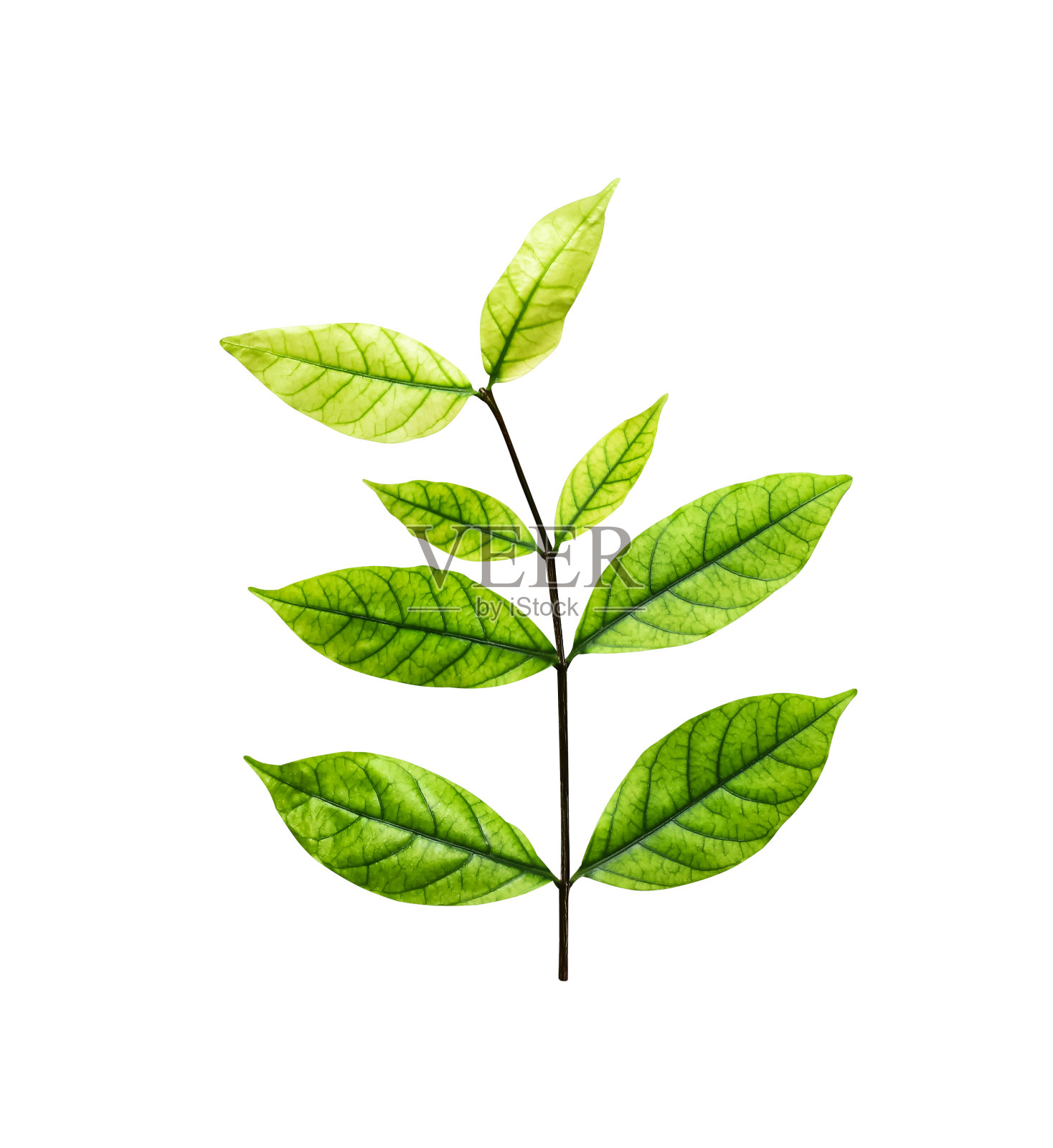 绿叶的树孤立在白色的背景，修剪路径照片摄影图片