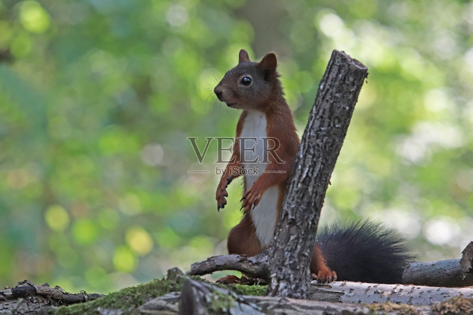 红松鼠(Sciurus vulgaris)。照片摄影图片