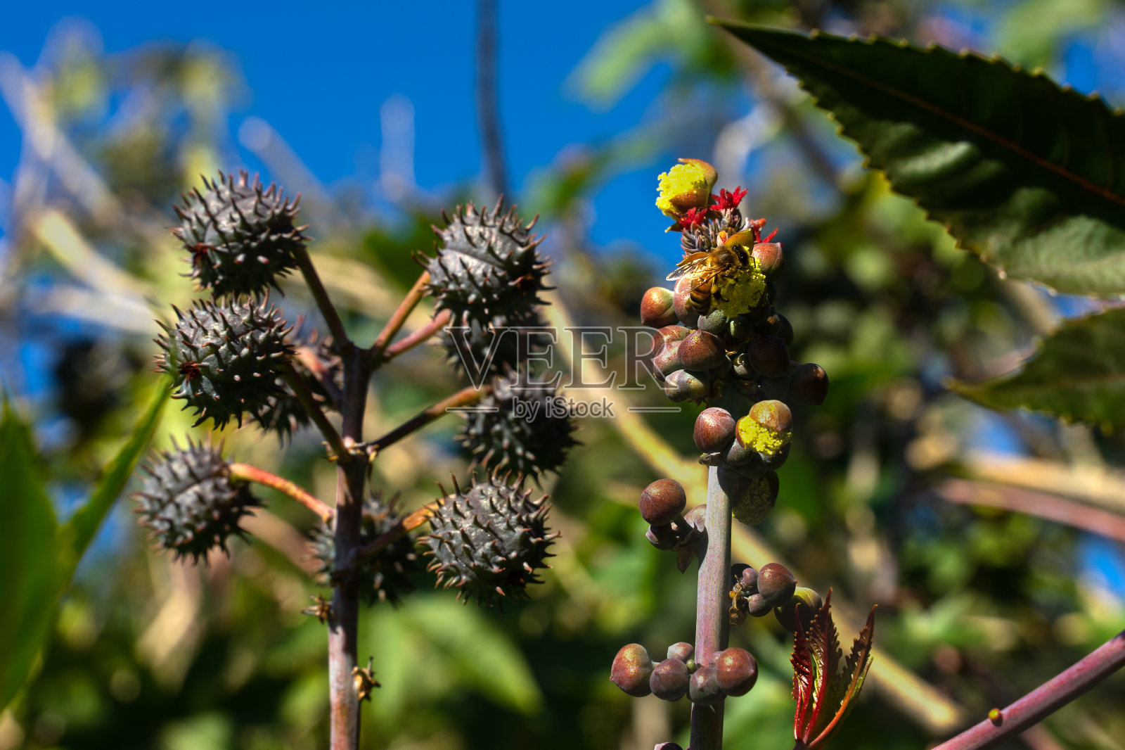 蓖麻油植物照片摄影图片