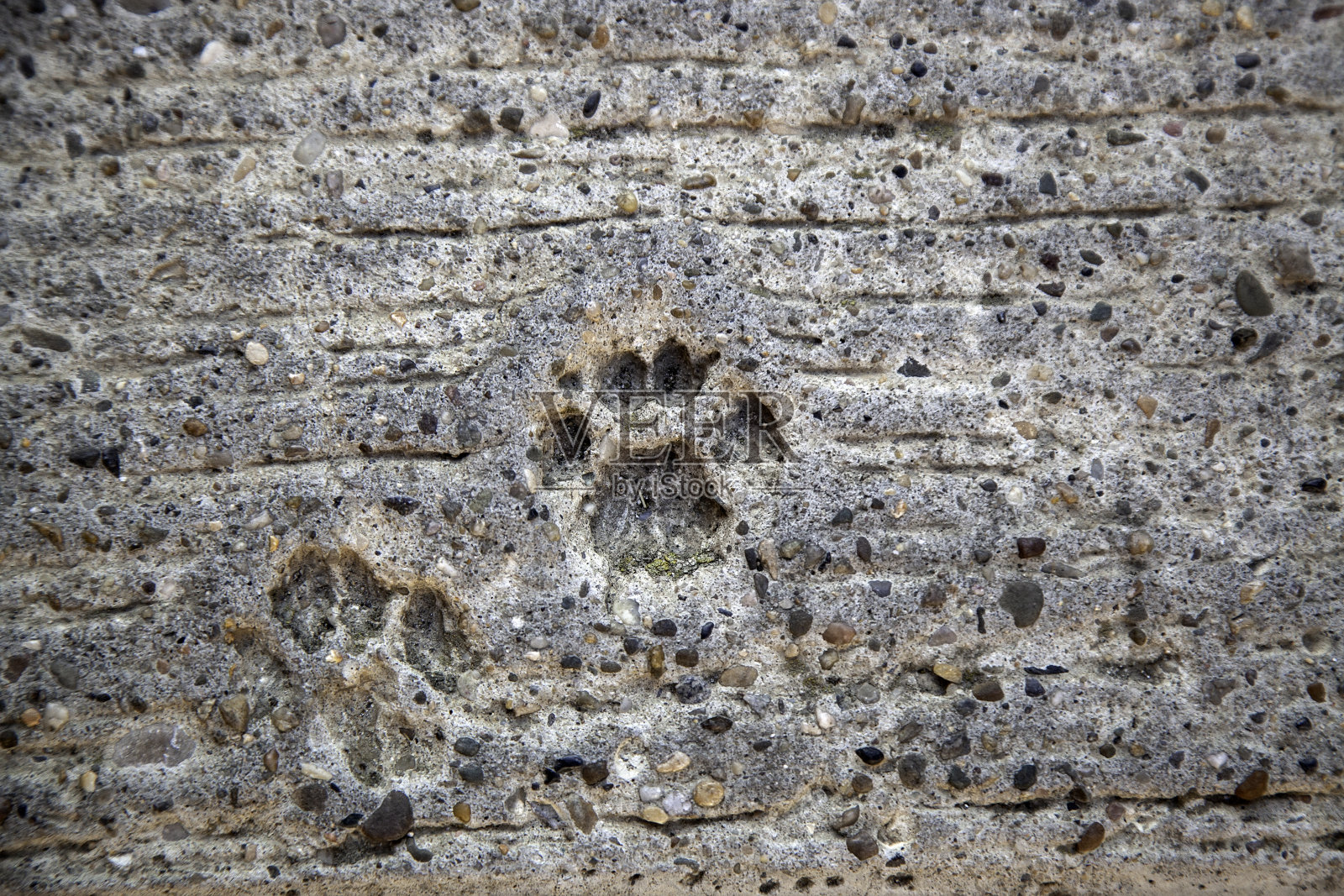 水泥上的狗脚印照片摄影图片