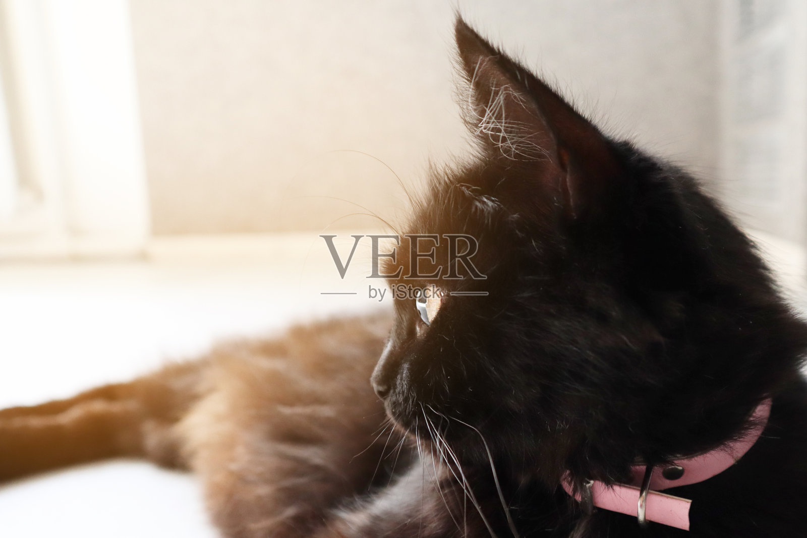 美丽优雅的黑猫躺在地板上，抬头看着主人。照片摄影图片