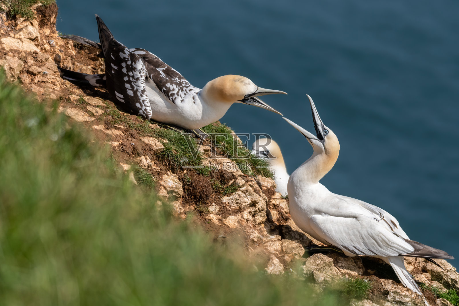 幼塘鹅和成年塘鹅为领土而战照片摄影图片