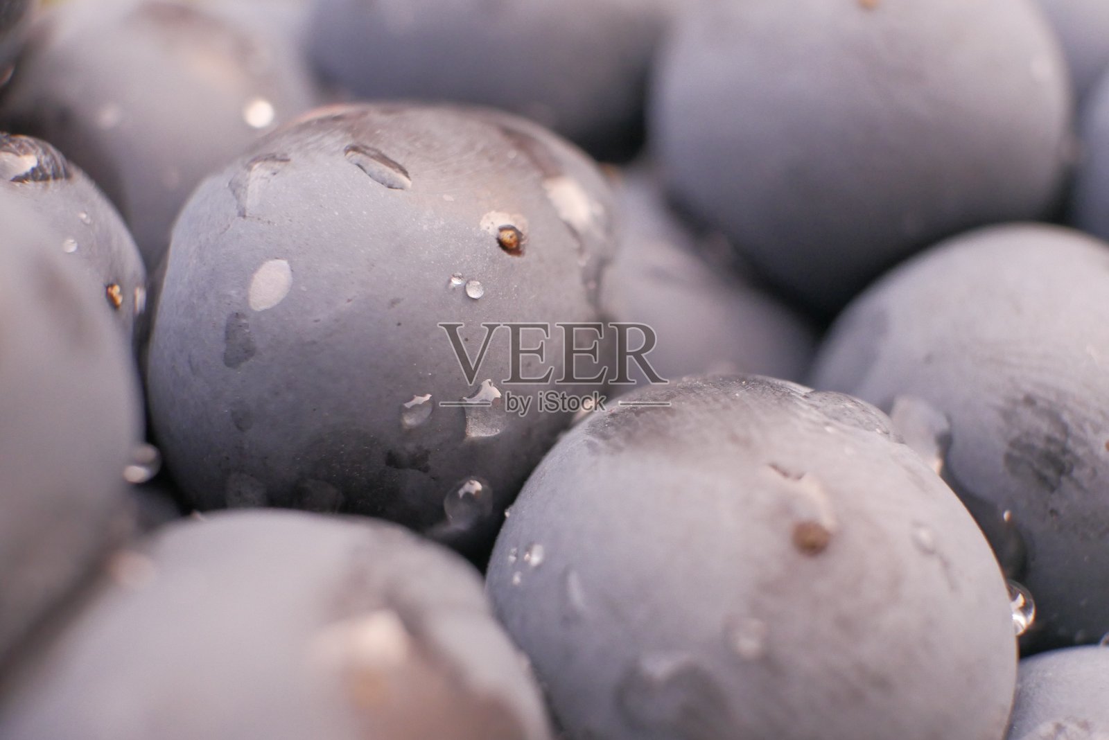 蓝色的葡萄照片摄影图片