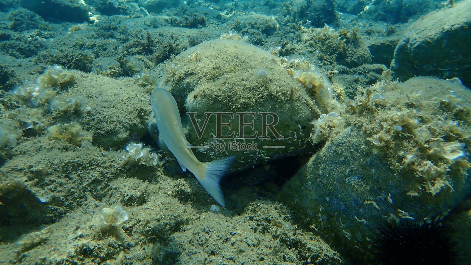 平头灰色鲻鱼，平头鲻鱼，条纹鲻鱼(Mugil cephalus)海底，爱琴海，希腊，哈尔基迪基照片摄影图片