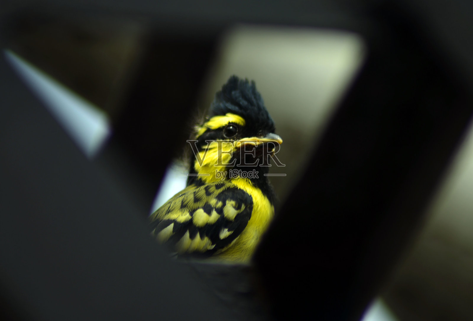 喜马拉雅山雀照片摄影图片