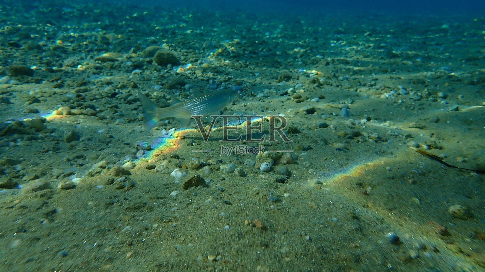 平头灰色鲻鱼，平头鲻鱼，条纹鲻鱼(Mugil cephalus)海底，爱琴海，希腊，哈尔基迪基照片摄影图片