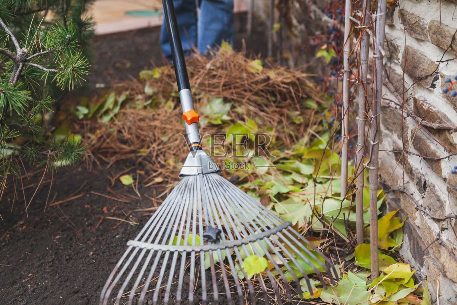 金属耙收集落松针近距离照片摄影图片