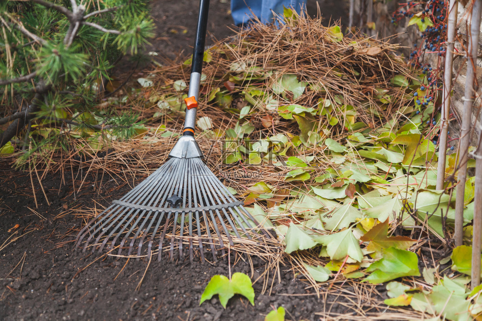 金属耙收集落松针近距离照片摄影图片