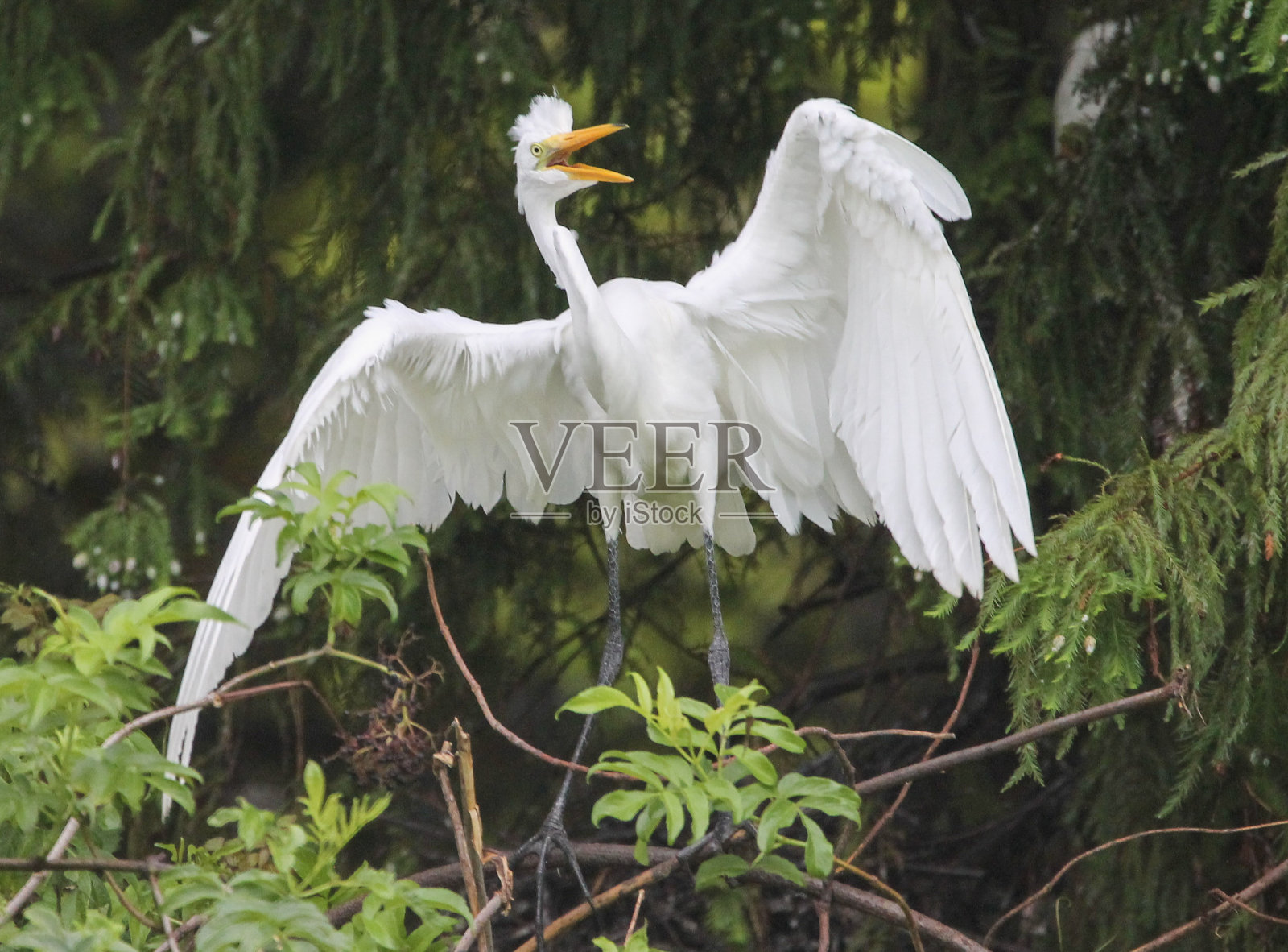 年轻的大白鹭照片摄影图片