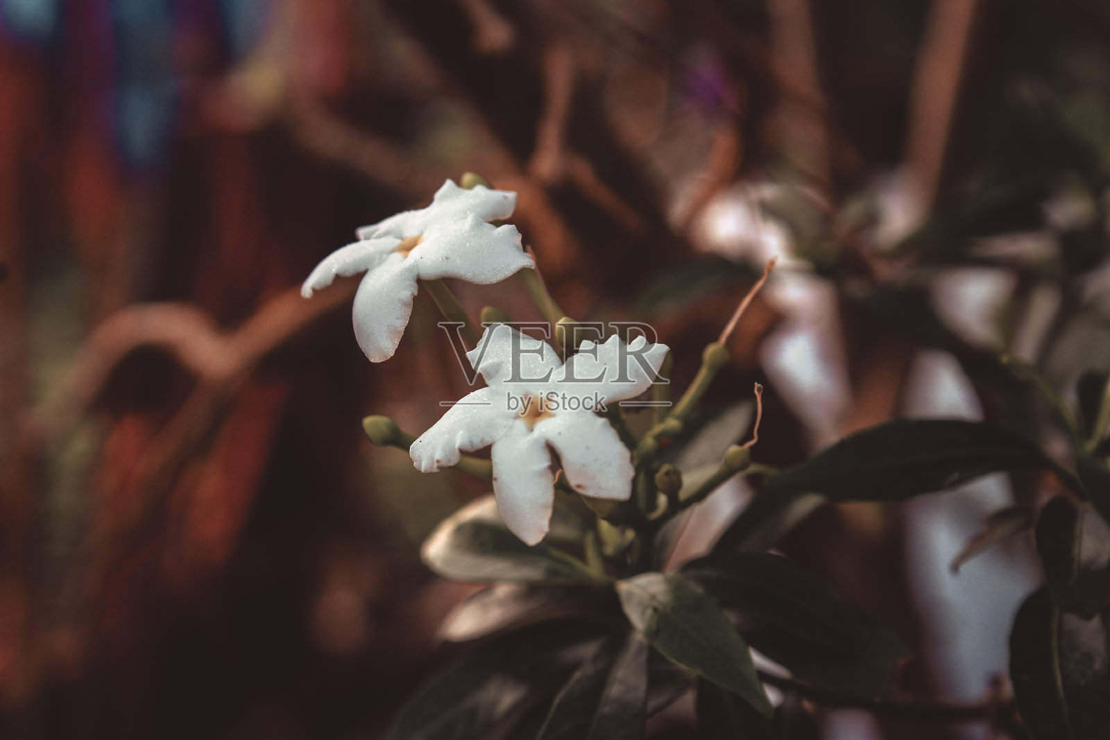 花朵照片摄影图片