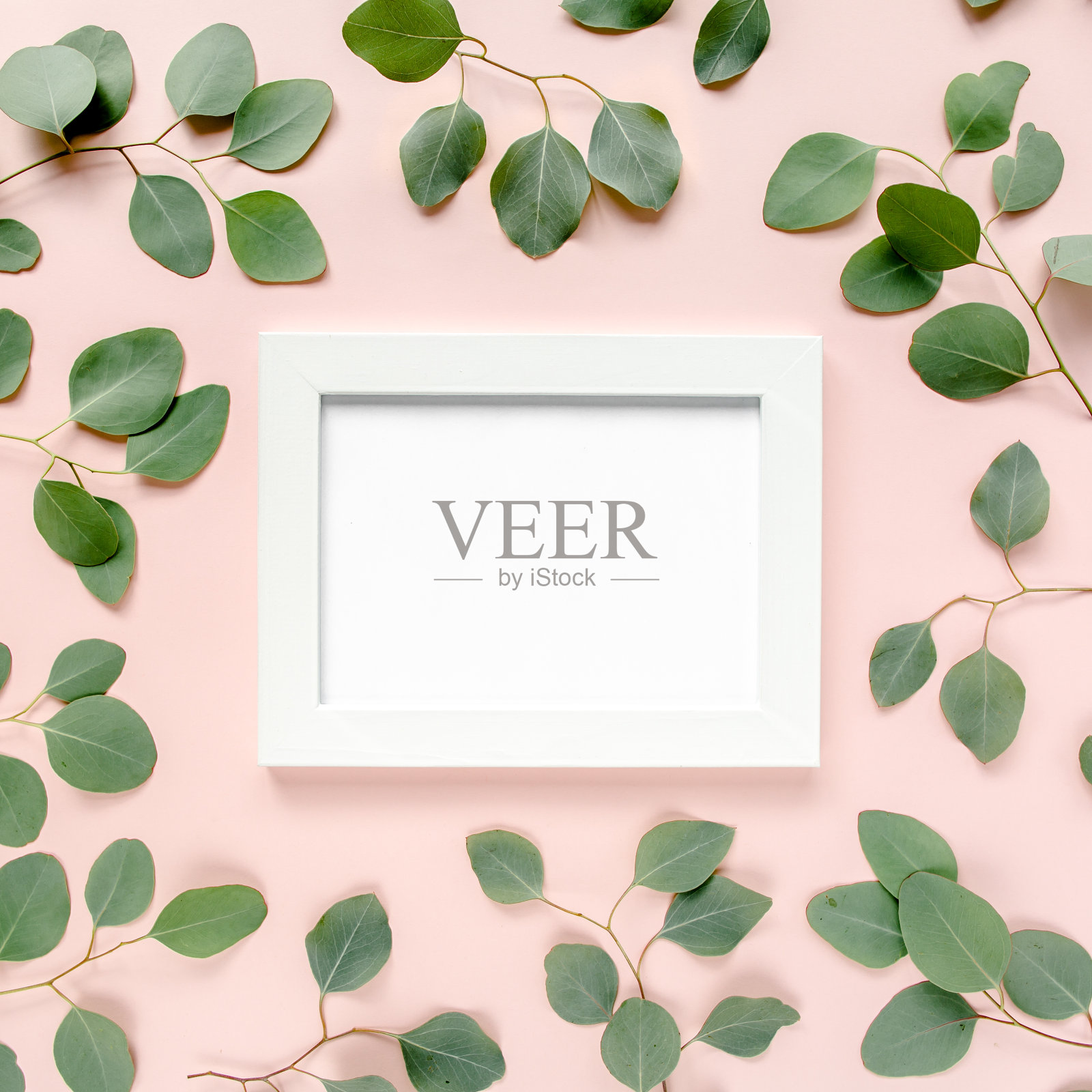 白色框架装饰绿色桉树叶，玫瑰，花卉图案在粉红色的背景。公寓平躺着，俯视图。花的框架照片摄影图片