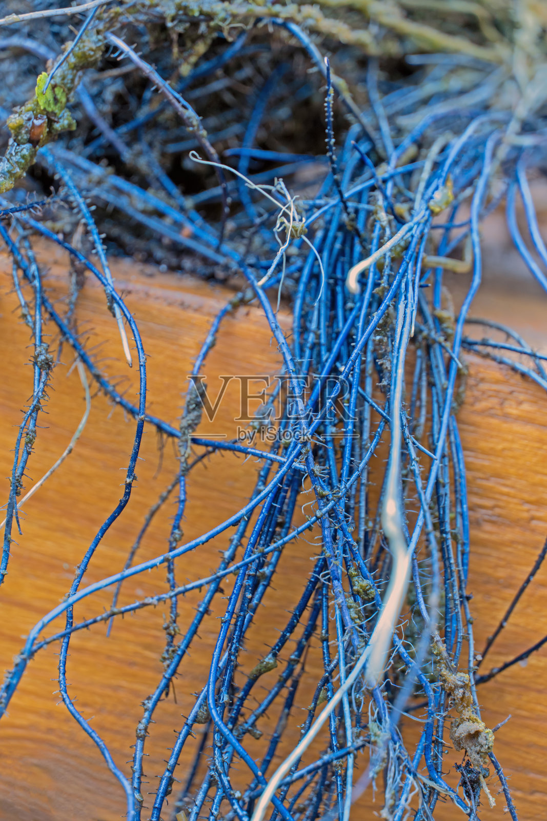 蓝色的植物根系照片摄影图片