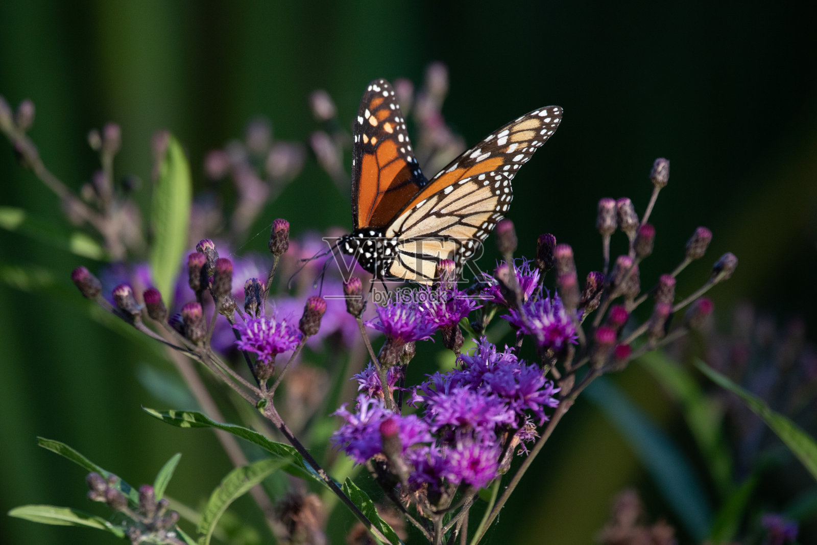 帝王蝶在野花上照片摄影图片