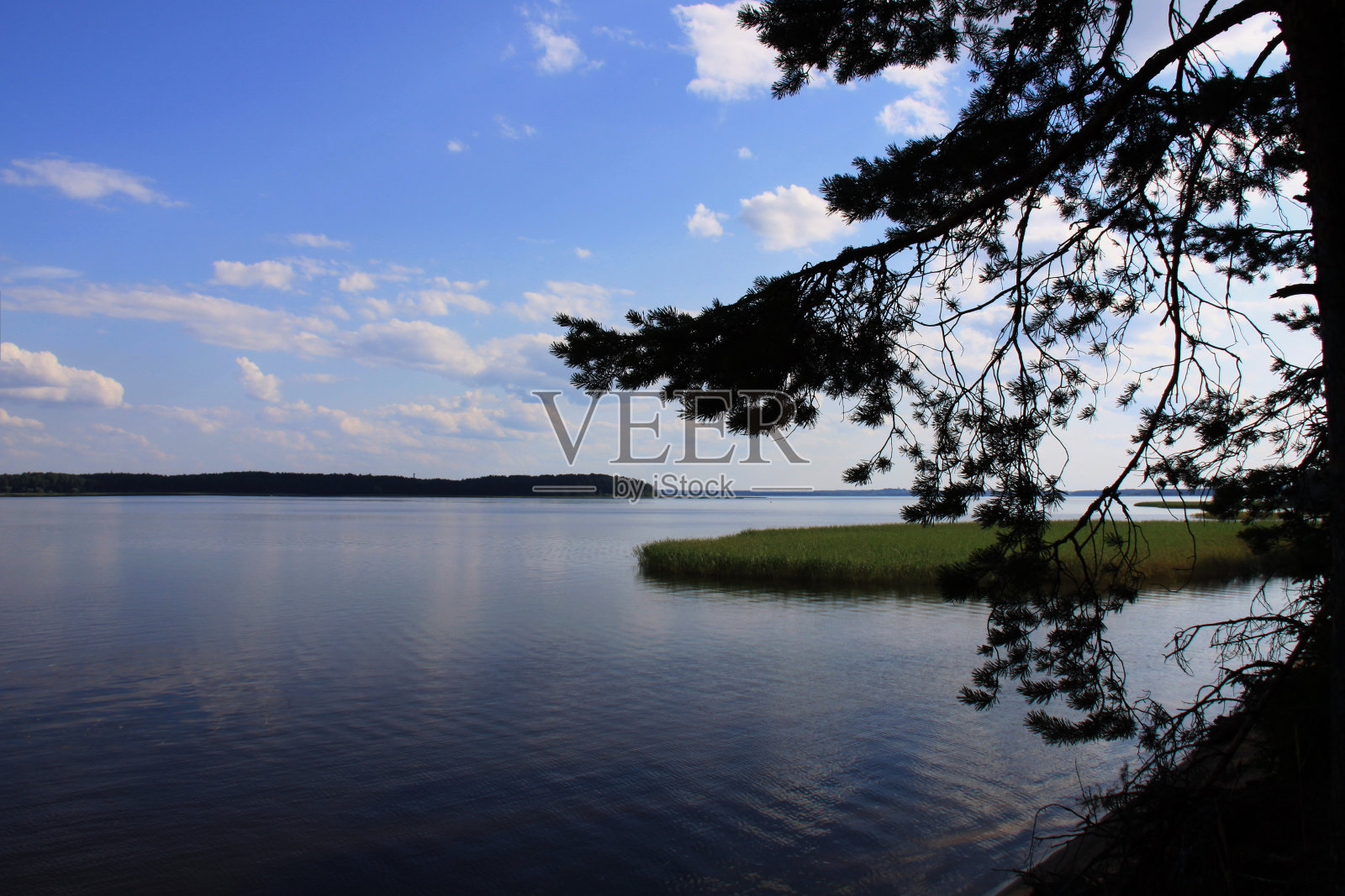 风景与白云在蓝天之上的湖和松树的树枝照片摄影图片