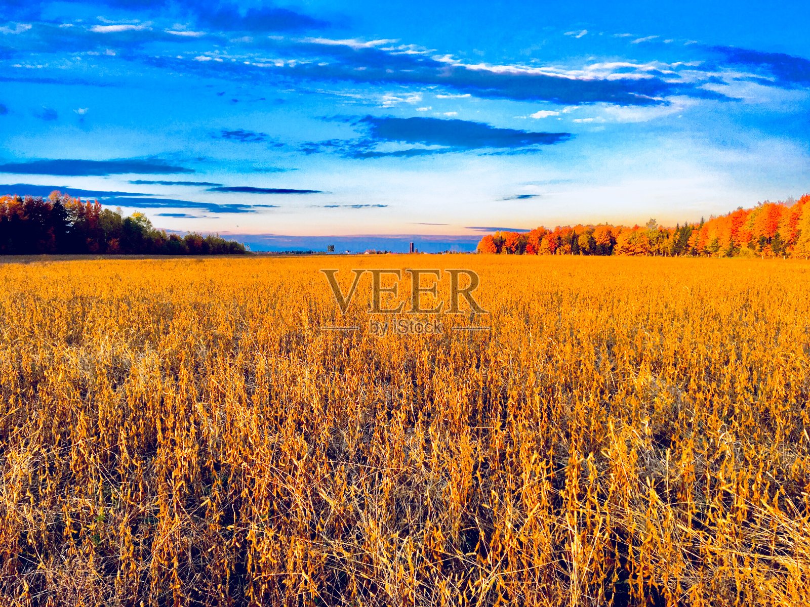 秋季大豆田照片摄影图片