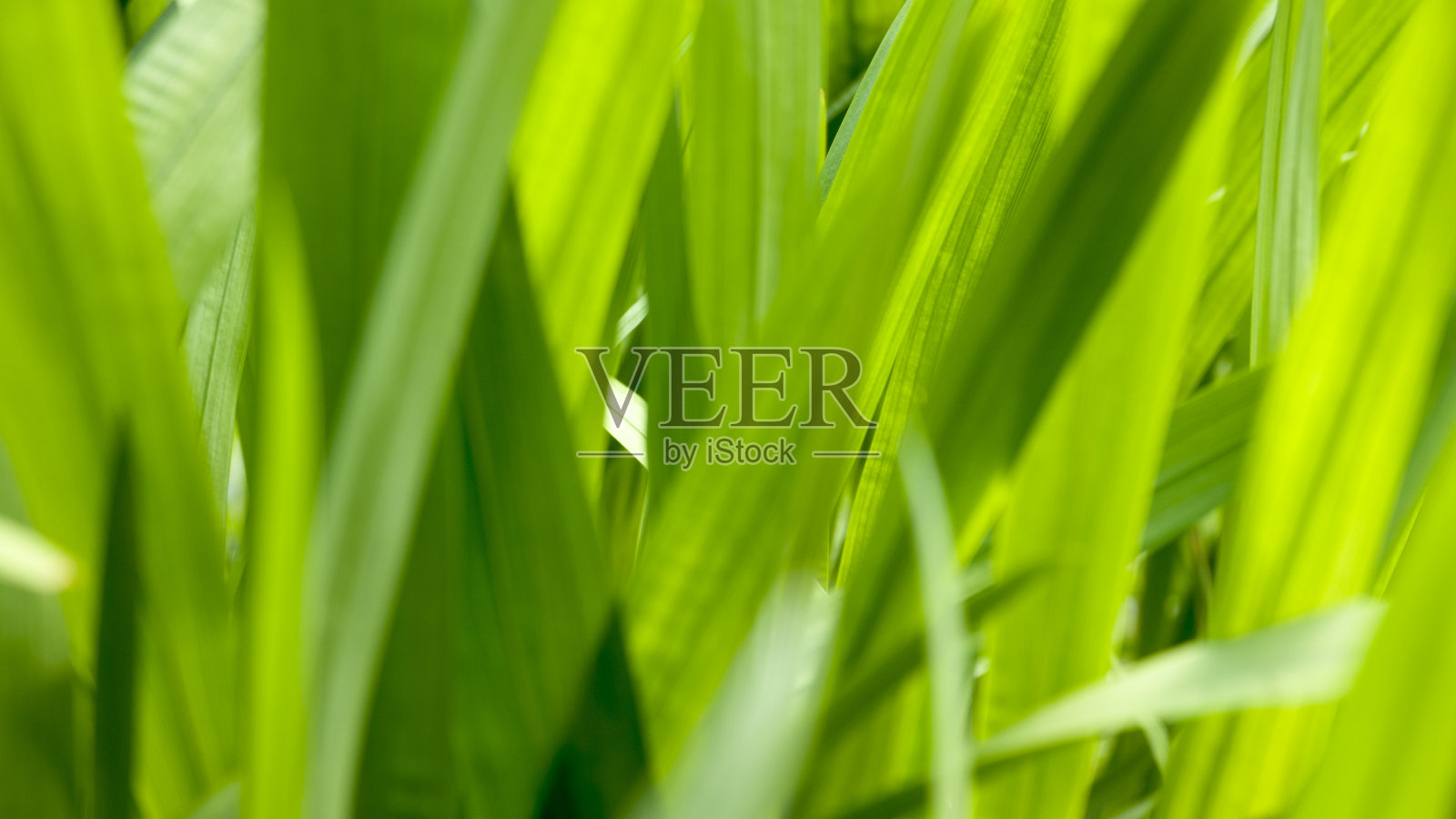 绿草的叶子照片摄影图片