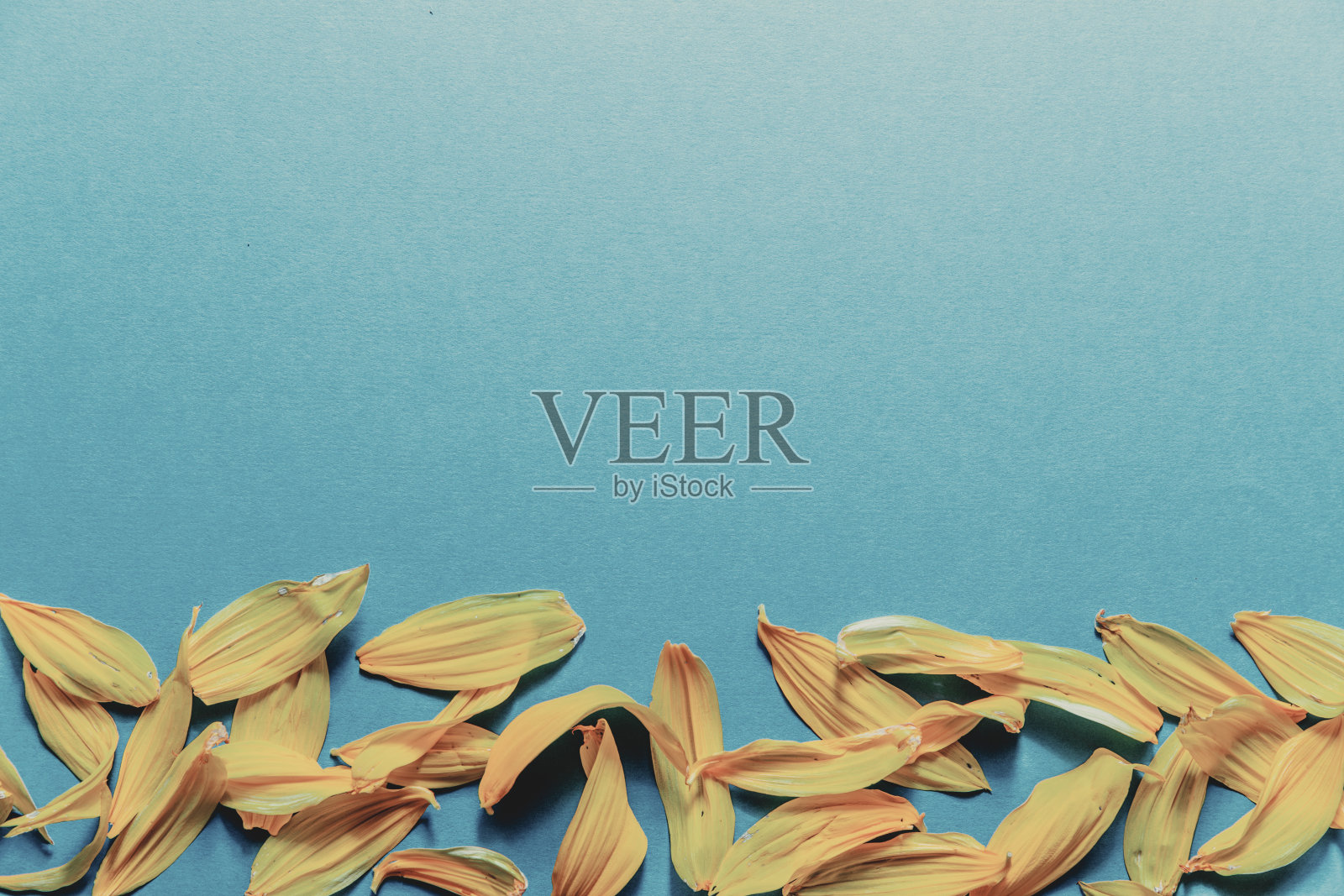 向日葵花瓣在朴素的背景上照片摄影图片