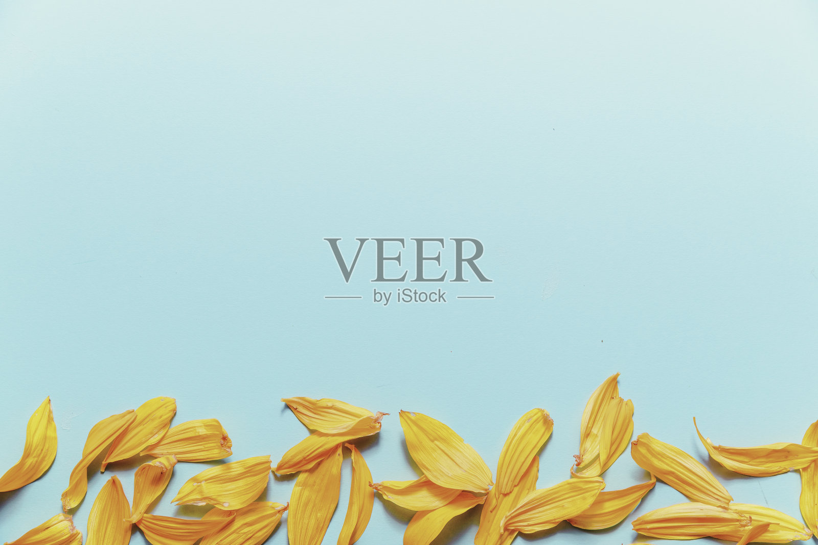 向日葵花瓣在朴素的蓝色背景照片摄影图片