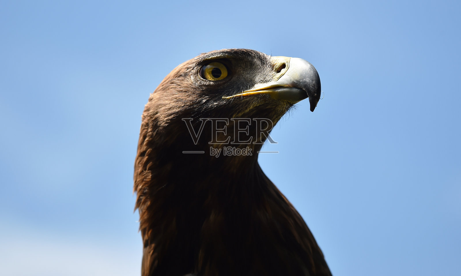 金鹰照片摄影图片