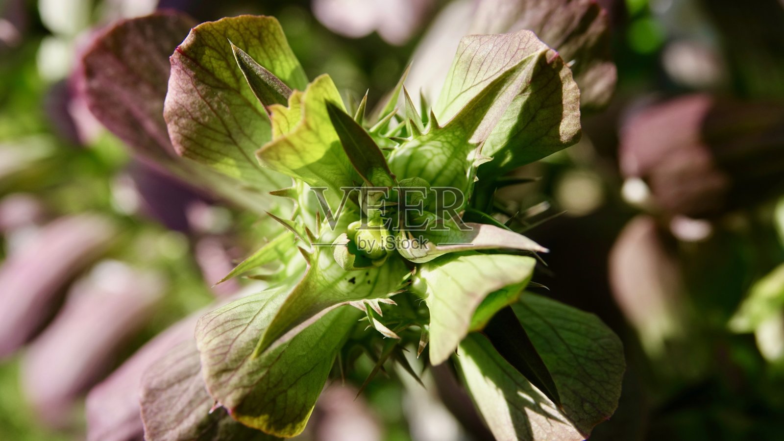刺叶，啤酒的臀花照片摄影图片