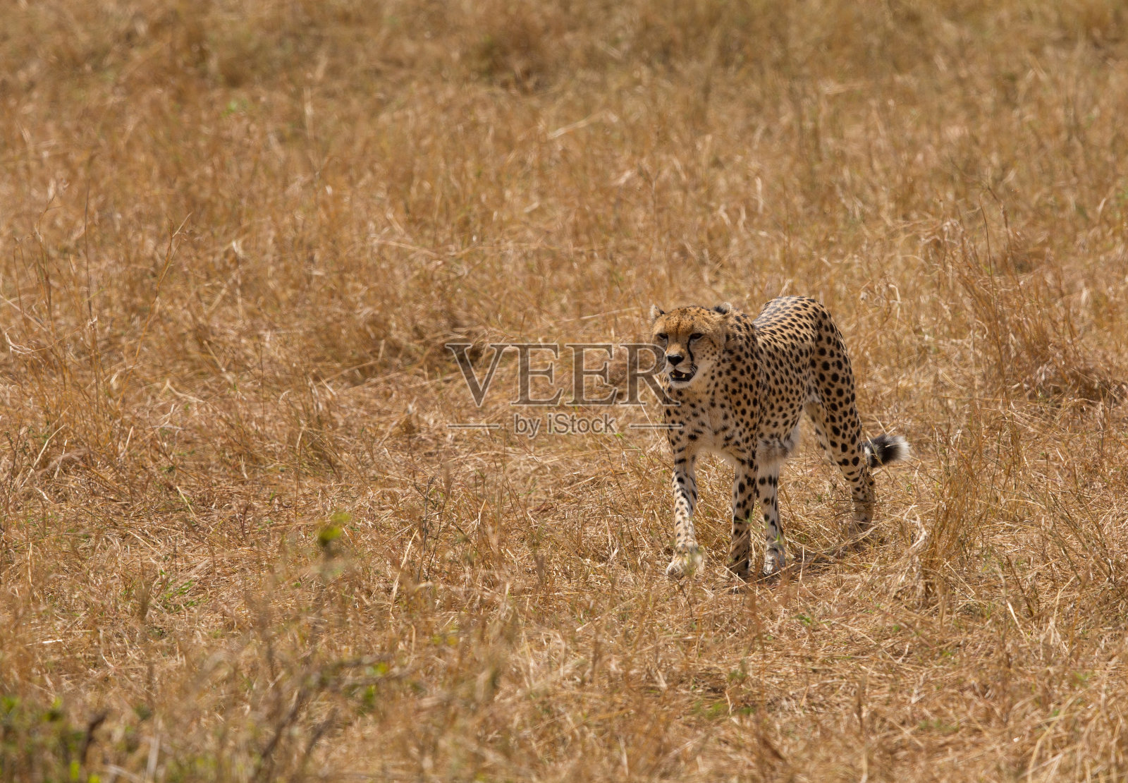 马拉卡猎豹，马赛马拉照片摄影图片