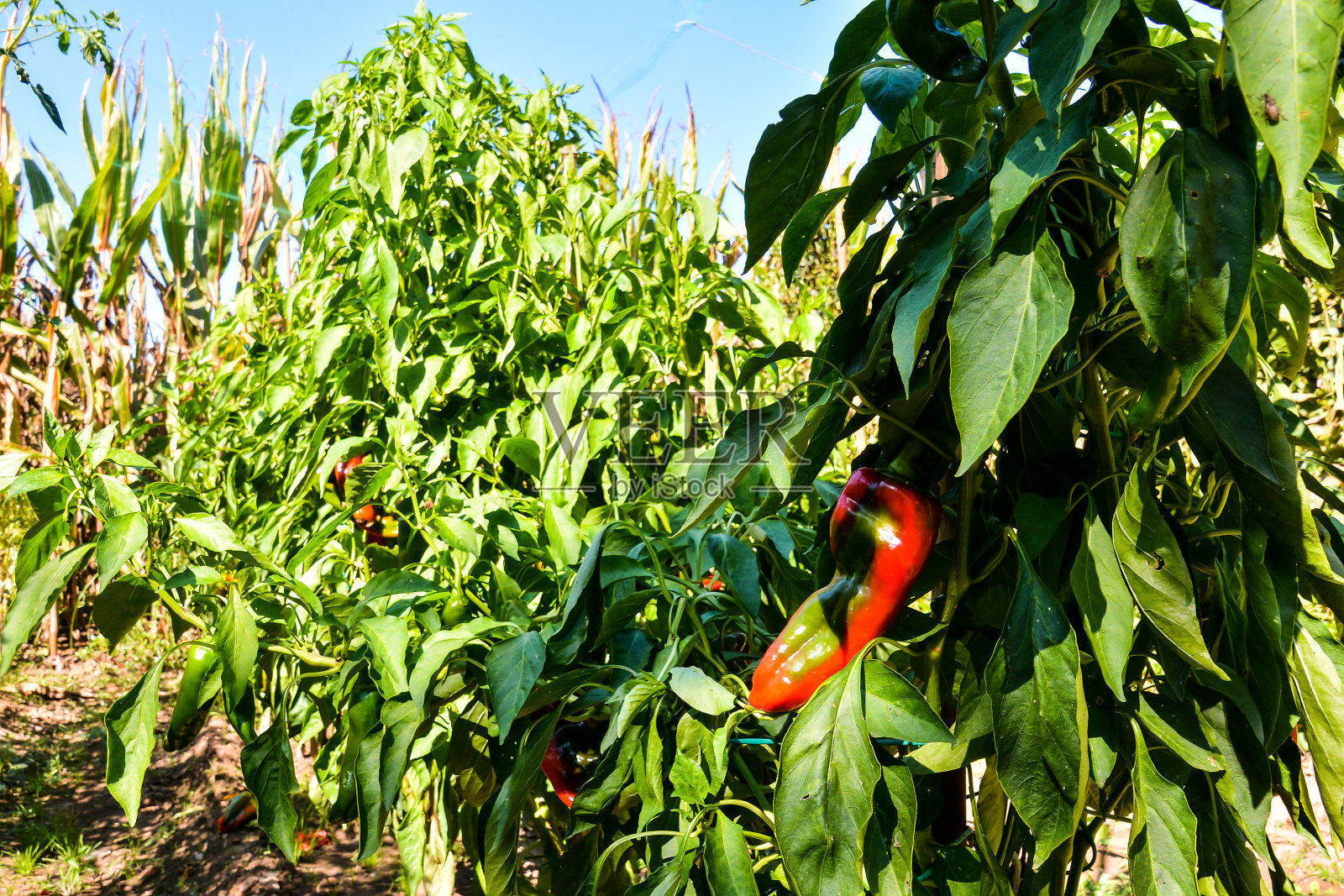 水果背景纹理照片摄影图片