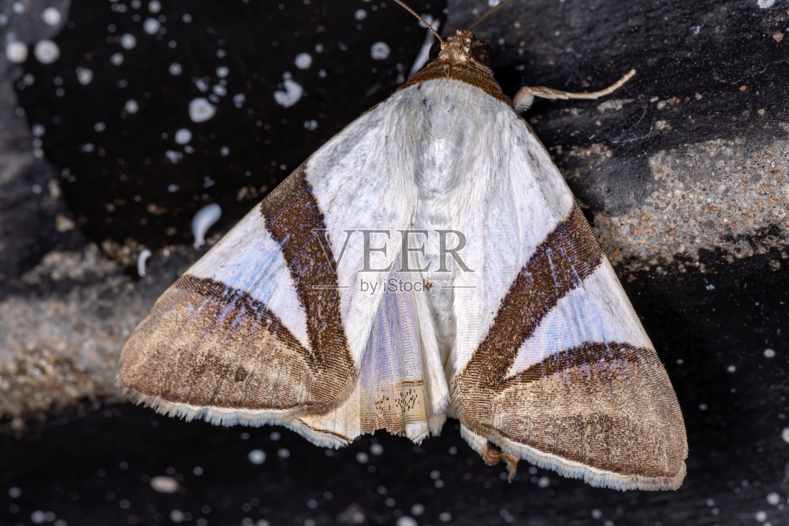 后翅蛾照片摄影图片