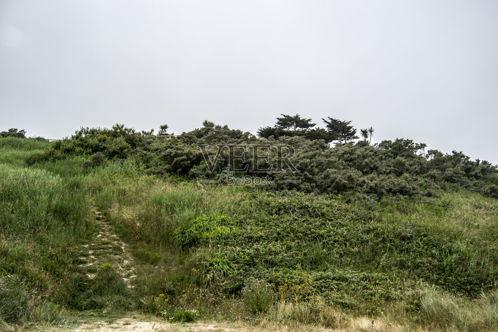 夏日的海边照片摄影图片