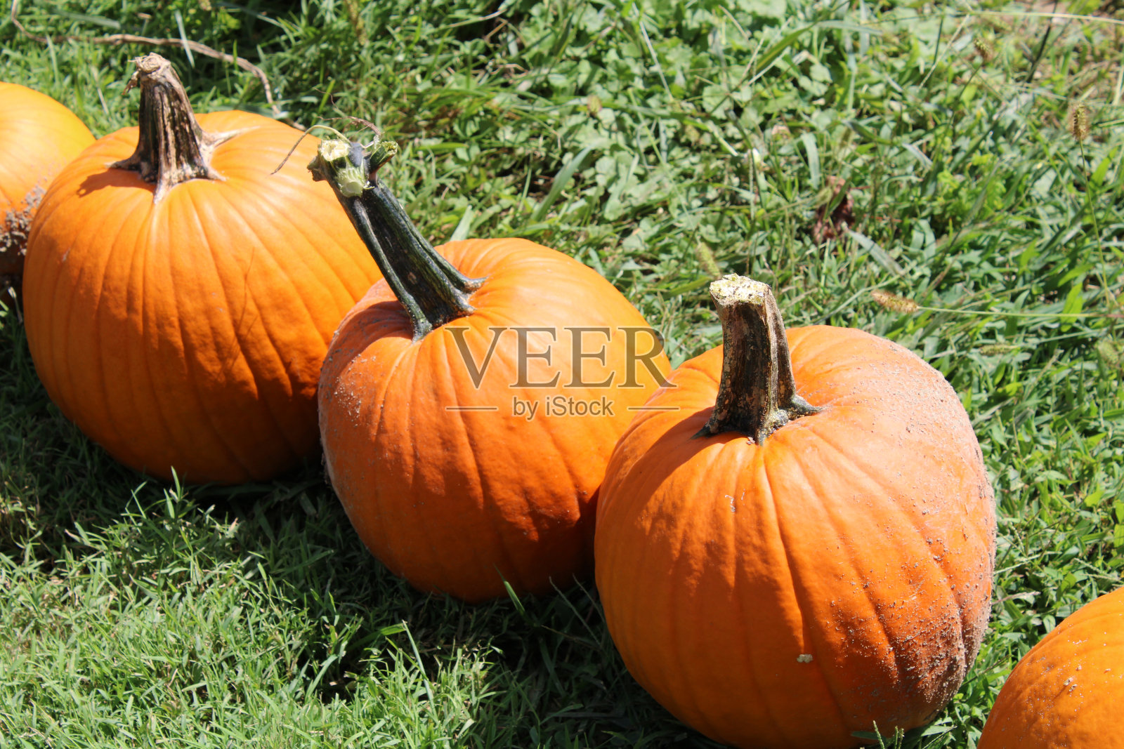 南瓜阵容照片摄影图片