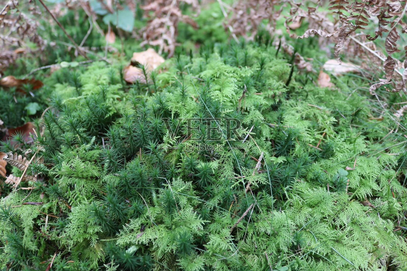 详细的近距离观察森林地面纹理与苔藓和树枝照片摄影图片