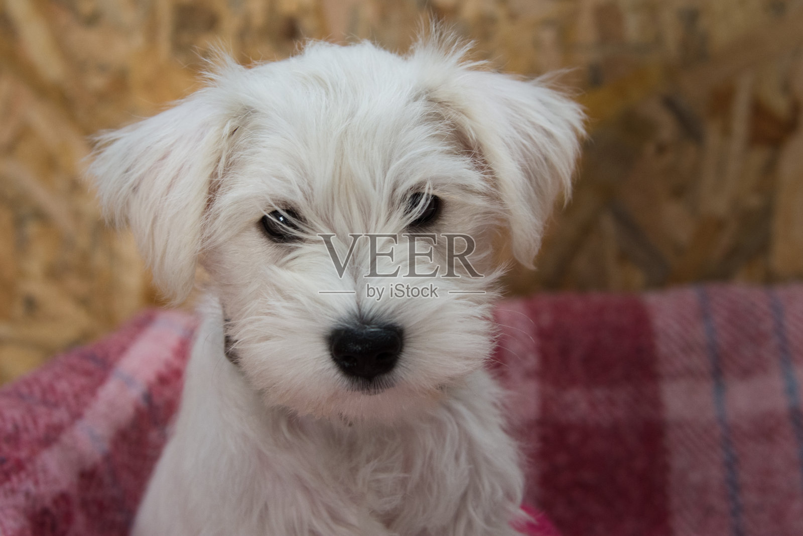 狗肖像照片摄影图片