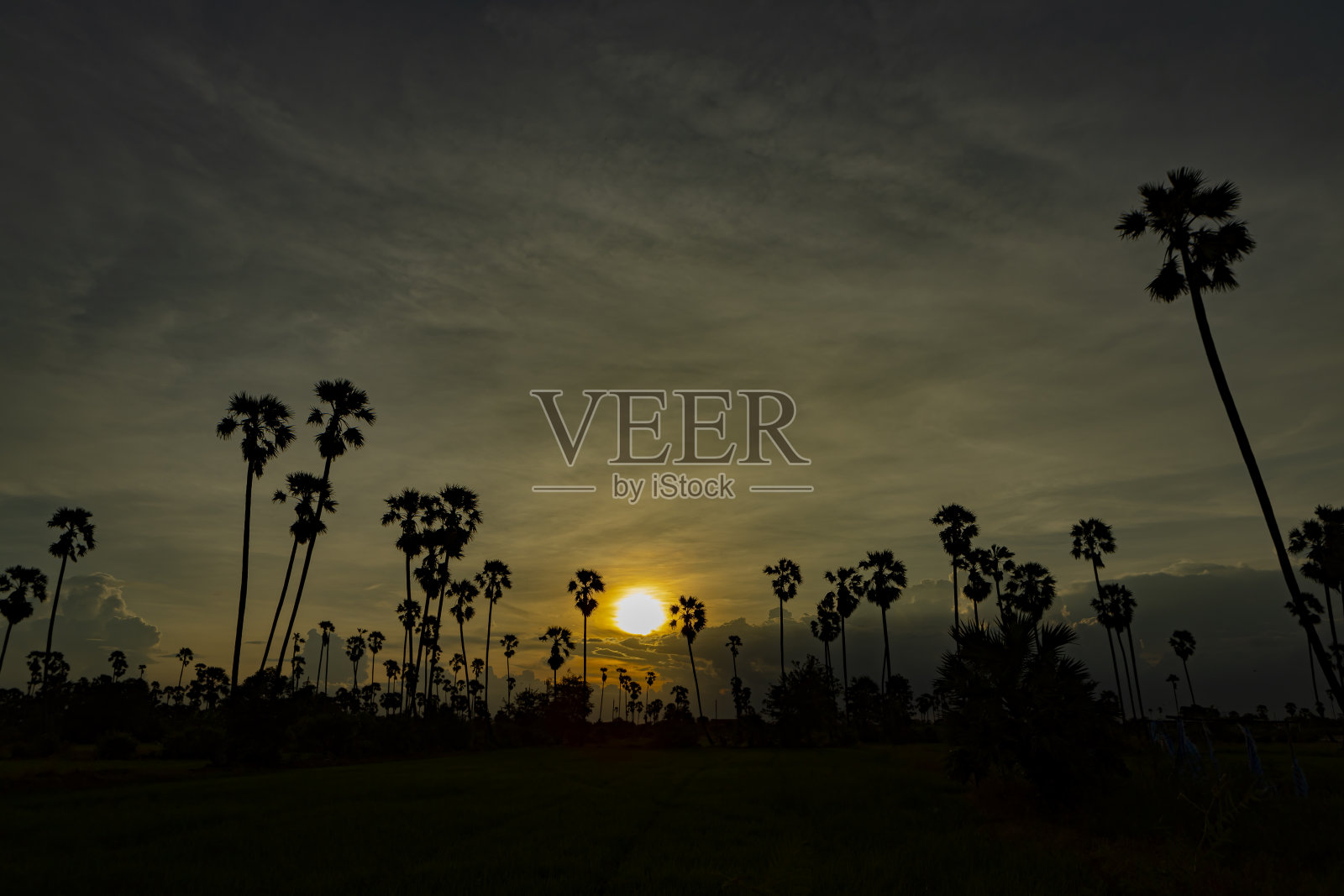 亚洲棕榈糖照片摄影图片