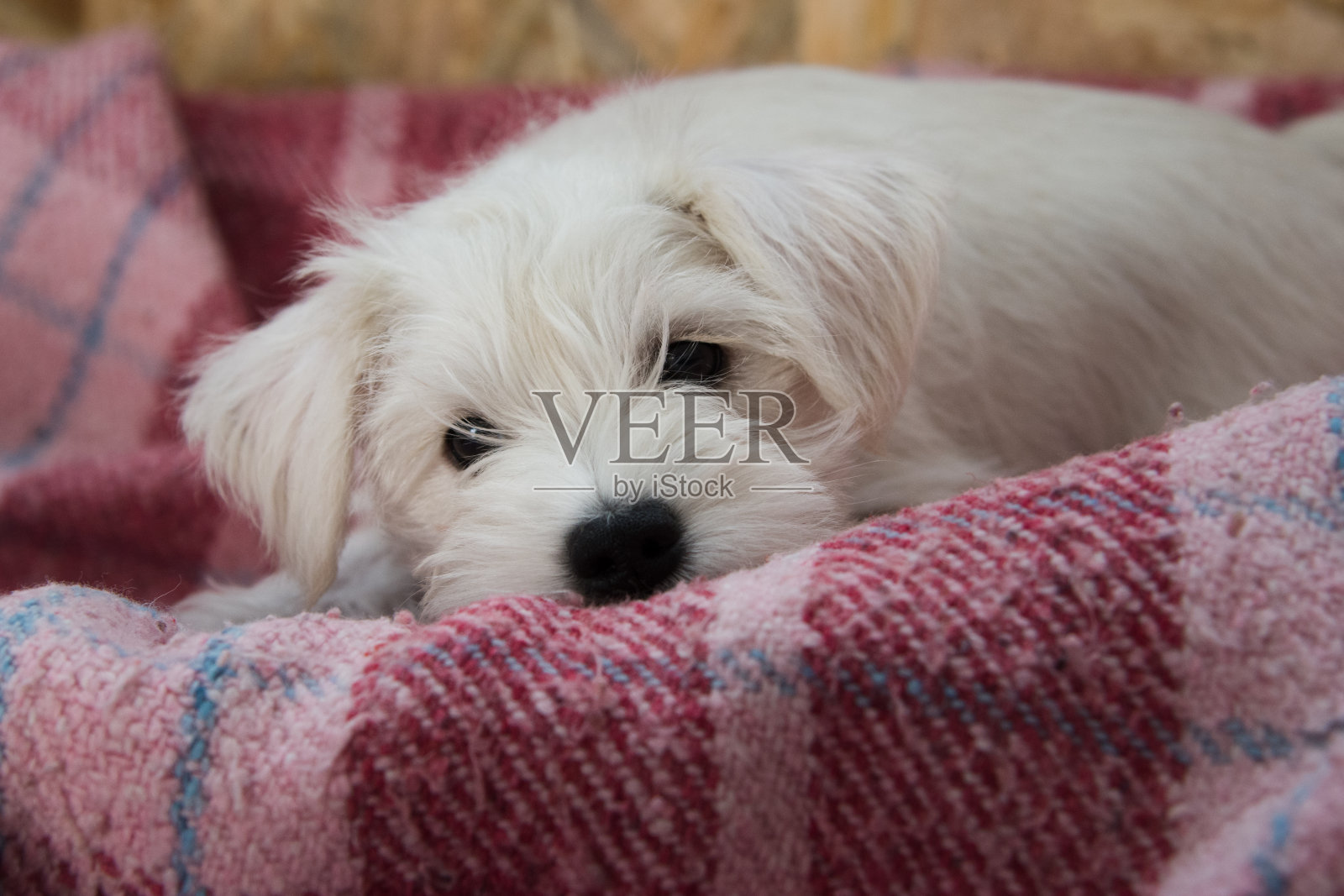 狗肖像照片摄影图片