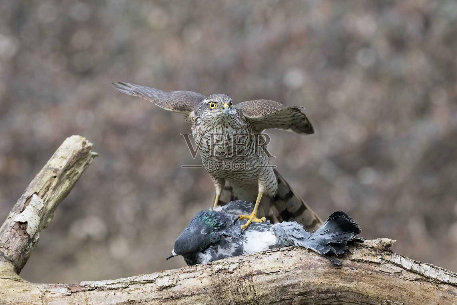 雌雀鹰与鸽子(鹰)照片摄影图片