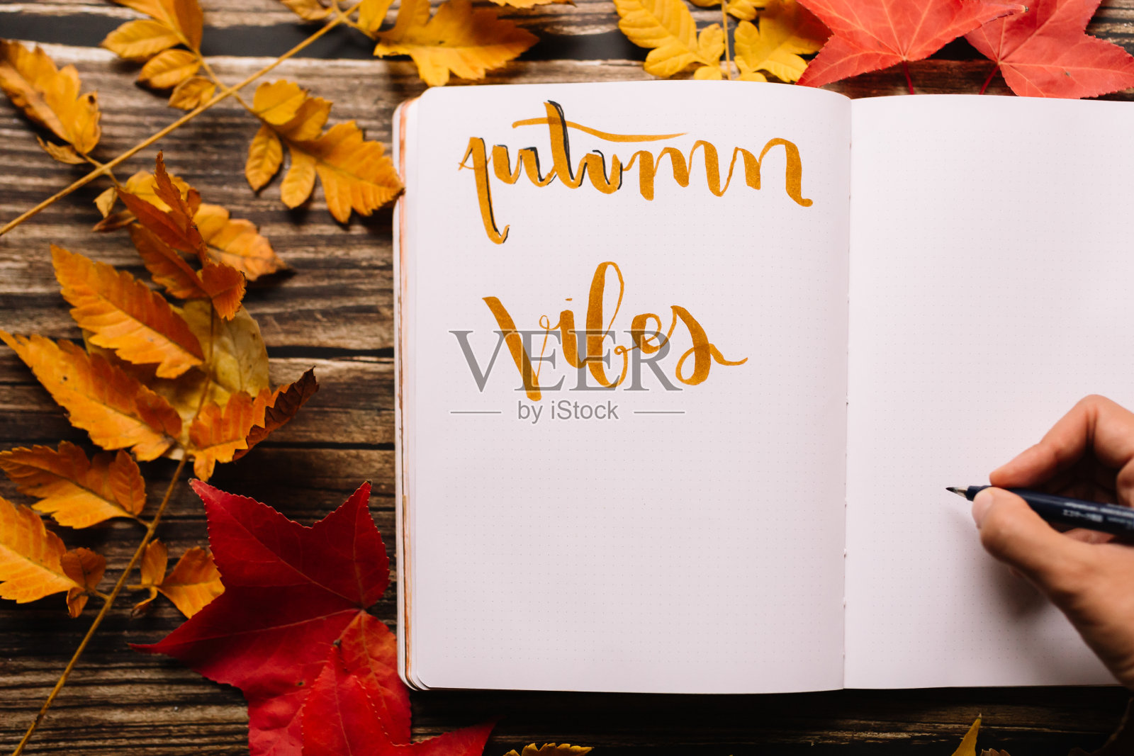 女性的手迹写在子弹日志上。空白的记事本页在一个舒适的空间与秋天的橙色，黄色和红色的树叶在木桌上。秋天的氛围的概念。照片摄影图片