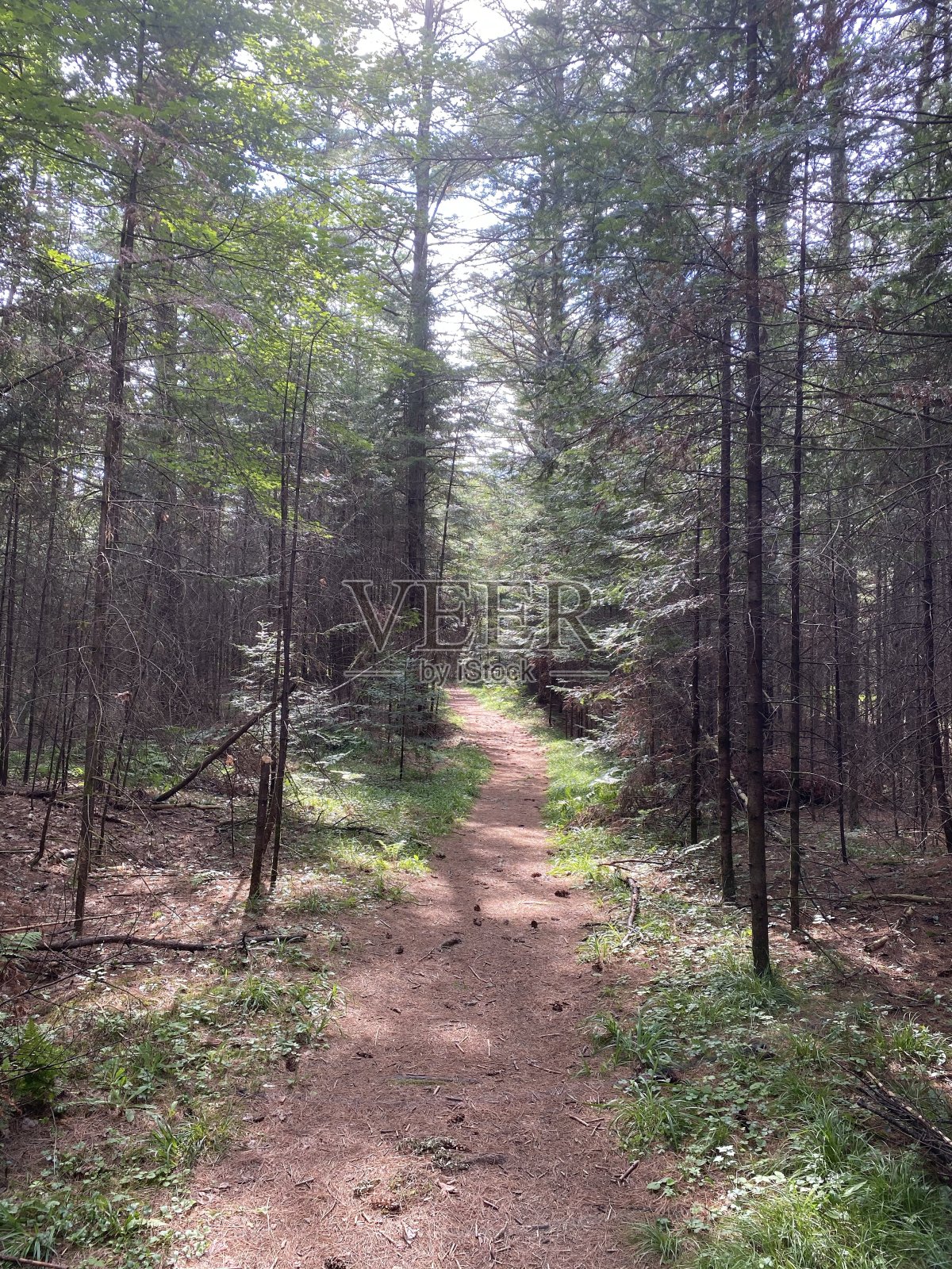 户外森林小径(棕色)照片摄影图片