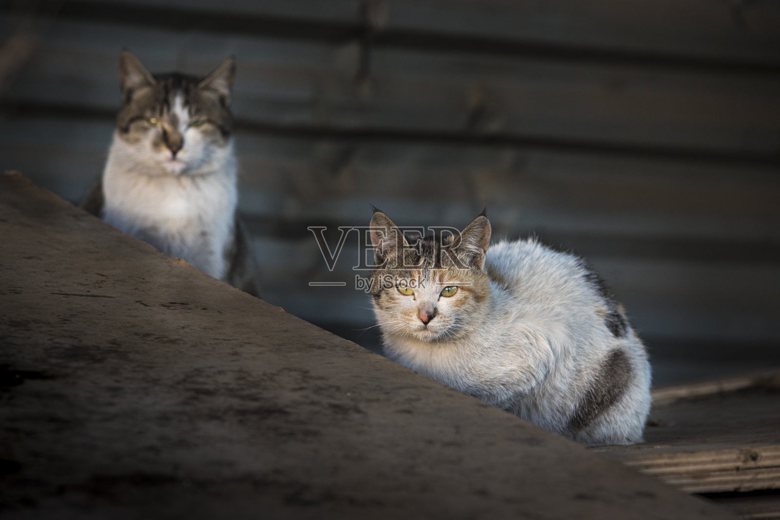 流浪的小猫在城市街道上照片摄影图片