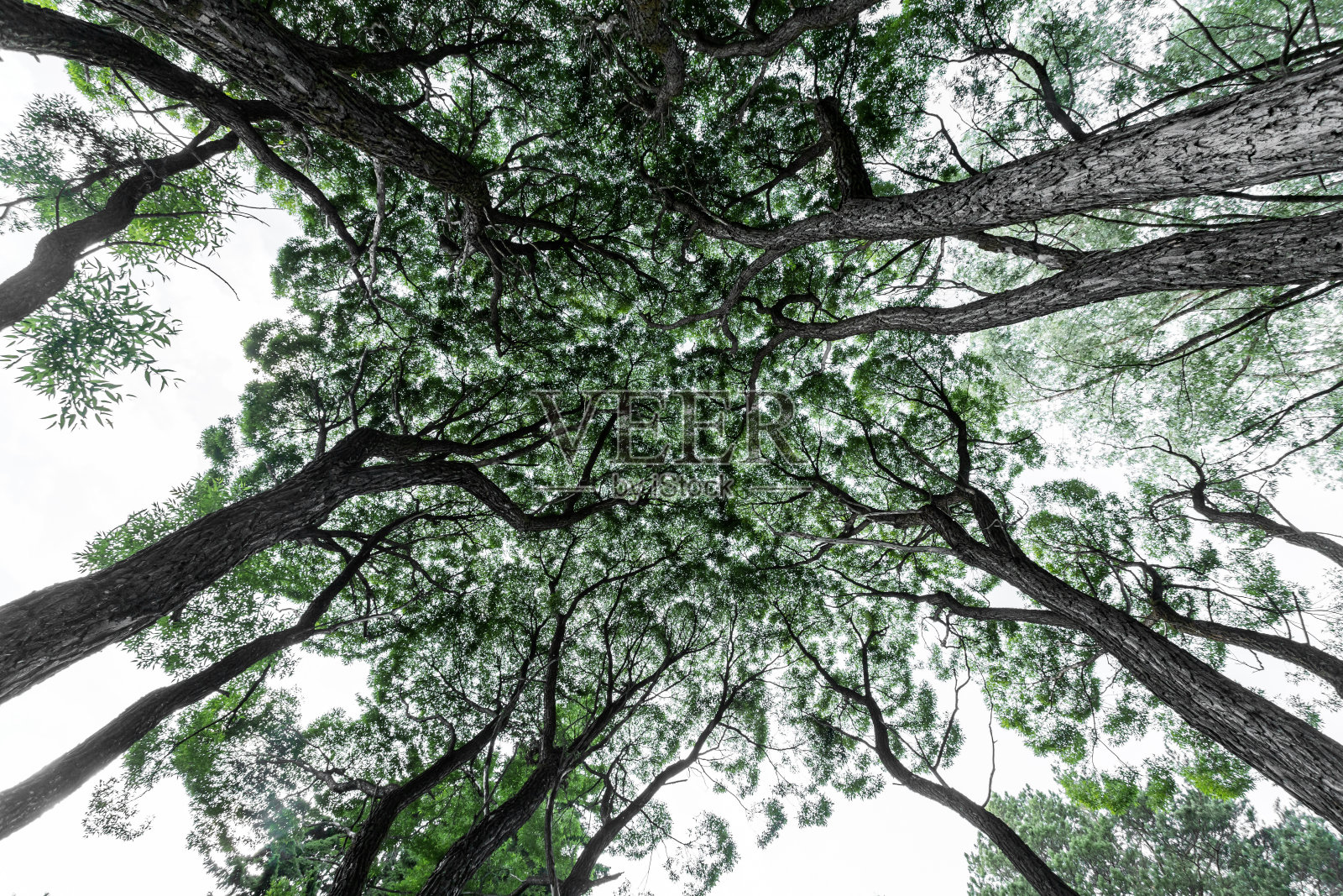 经典的针叶林和落叶林景观照片摄影图片