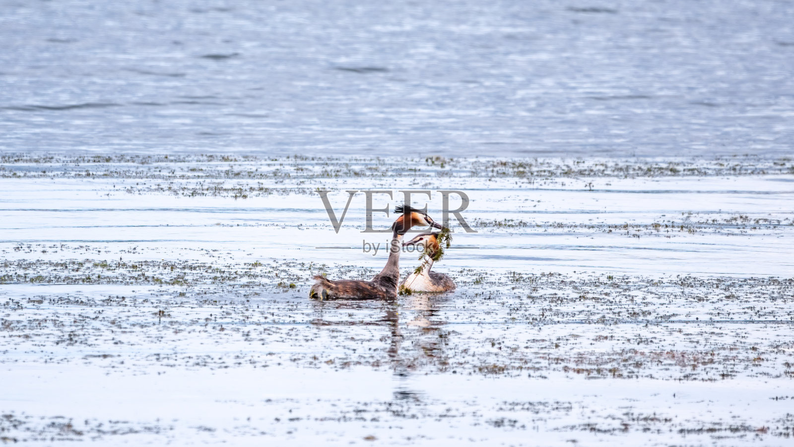 两只水鸟的交配游戏。两只水鸟，大冠鸊鷉在湖里游泳照片摄影图片
