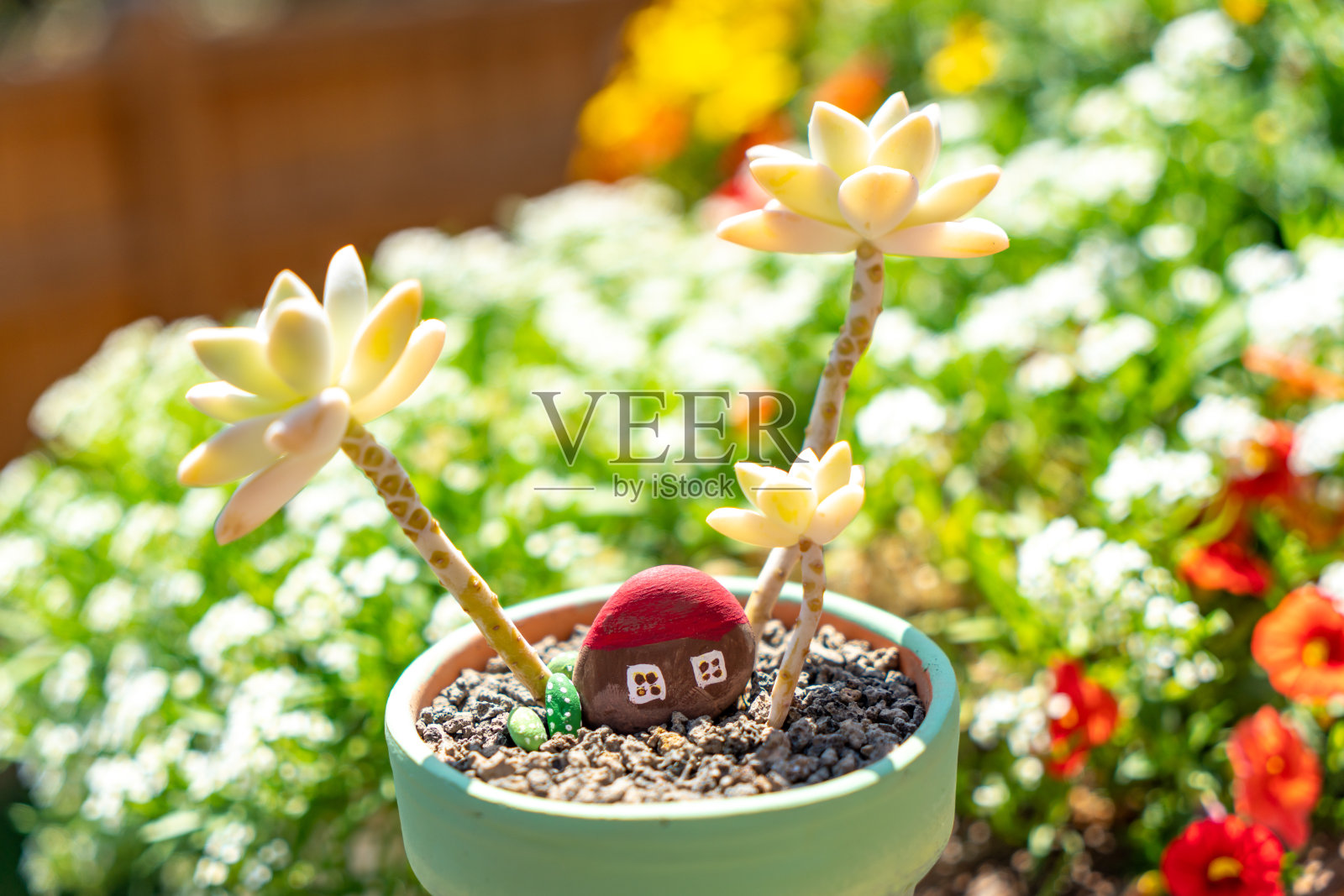 巴拉圭藤-肉质植物照片摄影图片