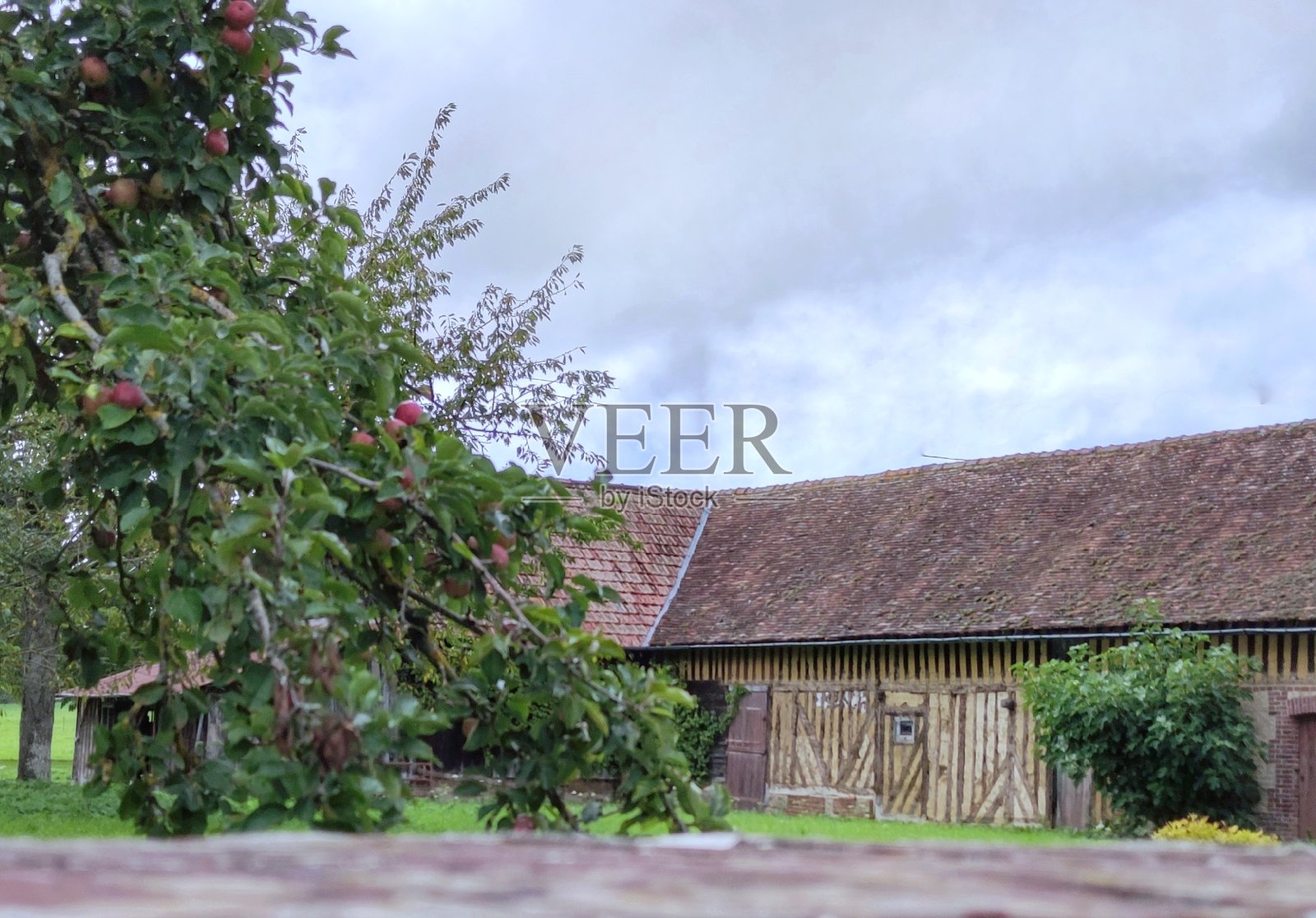 法国。诺曼底。支付d 'Auge。典型的景观，有苹果树和水果，还有一幢破旧的半木制建筑。照片摄影图片