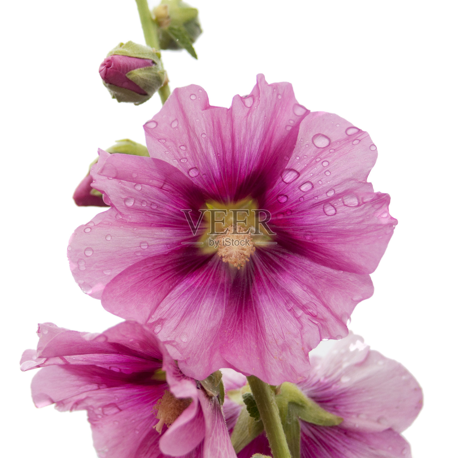 粉红色的花孤立。白色背景。空白的贺卡，海报。照片摄影图片