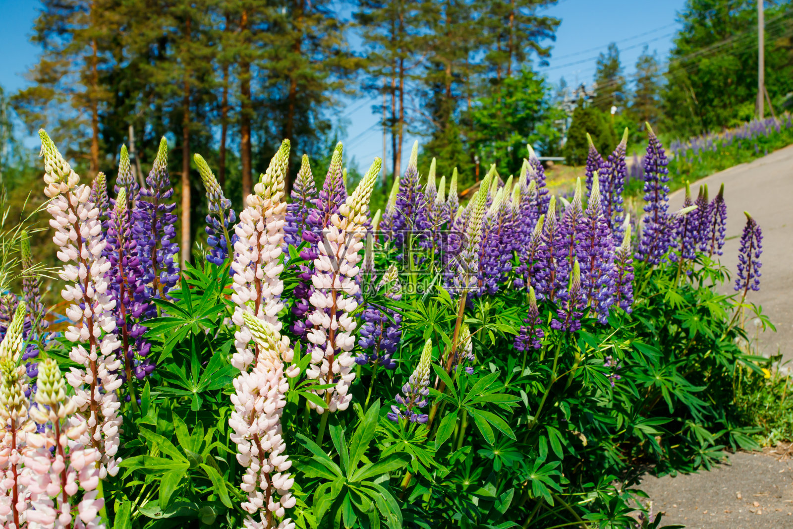 夏天，蓝色羽扇豆花盛开的滑雪坡道照片摄影图片