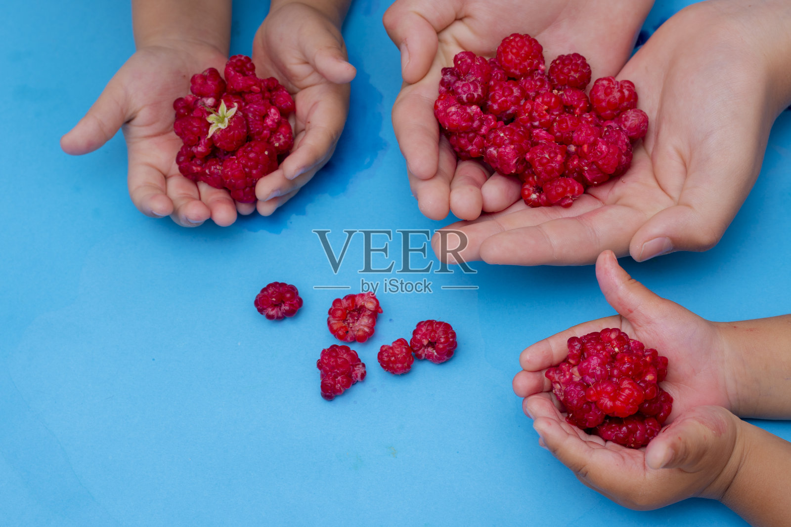 孩子们手中拿着蓝纸上的覆盆子，零浪费有机和素食食品照片摄影图片